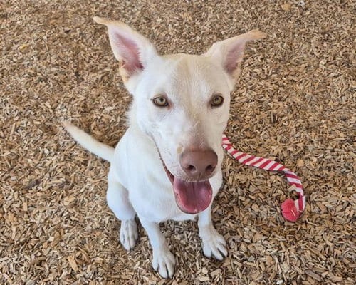 Photo of Nacho, adoptable Husky in Albuquerque, New Mexico