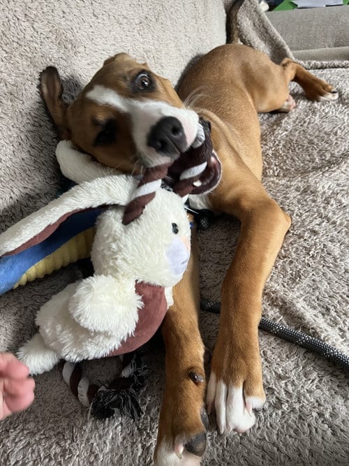 Photo of Badger, adoptable Shepherd in East Derry, New Hampshire