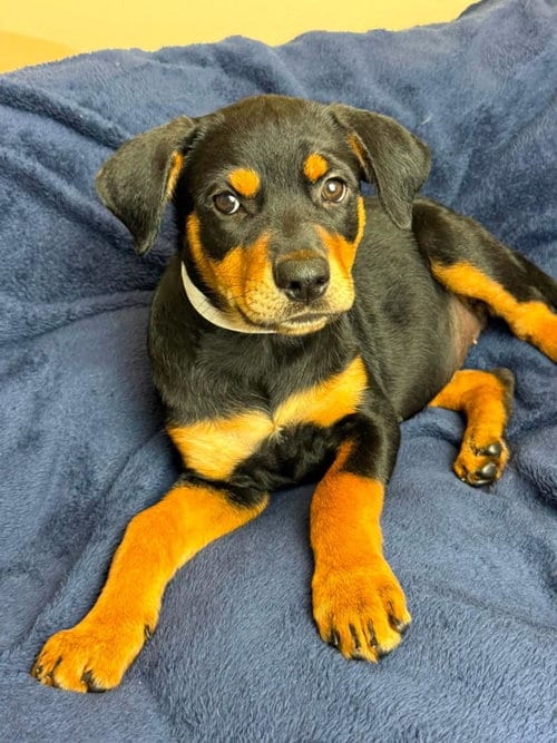 Photo of Orchid, adoptable Rottweiler in Rockwall, Texas