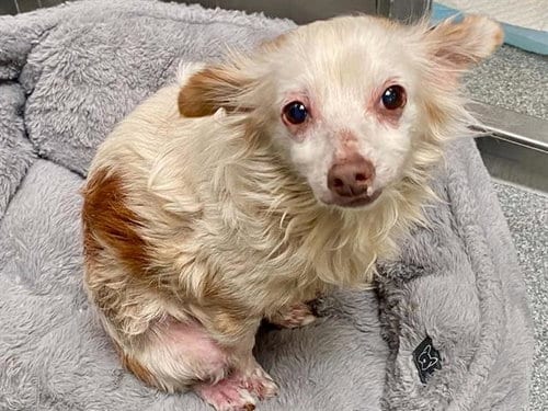 Photo of Pammy, adoptable Papillon in Orange, California