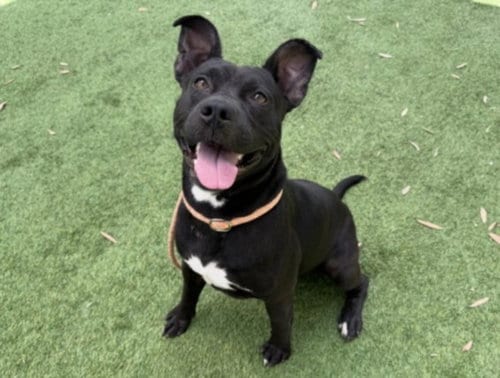 Photo of Otis, adoptable Pit Bull Terrier in Los Angeles, California