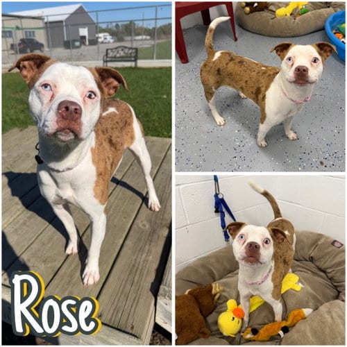Photo of Rose, adoptable American Staffordshire Terrier in Pierceton, Indiana