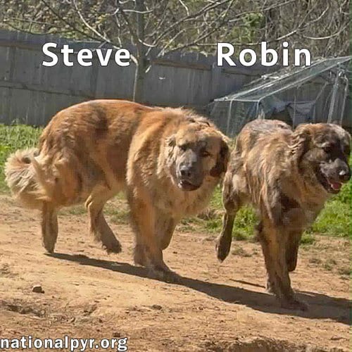 Photo of Steve & Robin in TN - Love Belly Rubs, adoptable Great Pyrenees in Beacon, New York