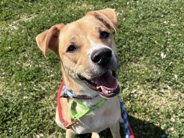 Photo of Hennessy, adoptable dog