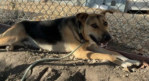 Photo of Fred Jr, adoptable German Shepherd Dog in San Bernardino, California