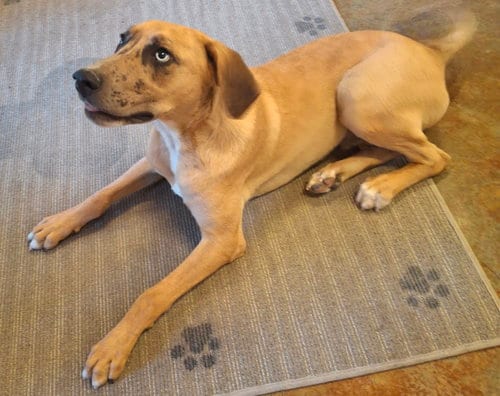 Photo of Malfoy, adoptable Catahoula Leopard Dog in Mountain View, Arkansas