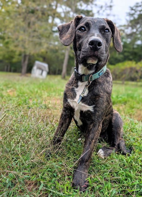 Photo of Rosie Puff (3mo, 22lbs), adoptable Hound in Hinton, West Virginia