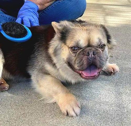 Photo of Stripe, adoptable French Bulldog in Sacramento, California