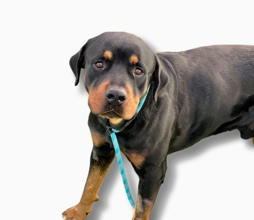 Photo of Flex, adoptable Rottweiler in Gilbert, Arizona