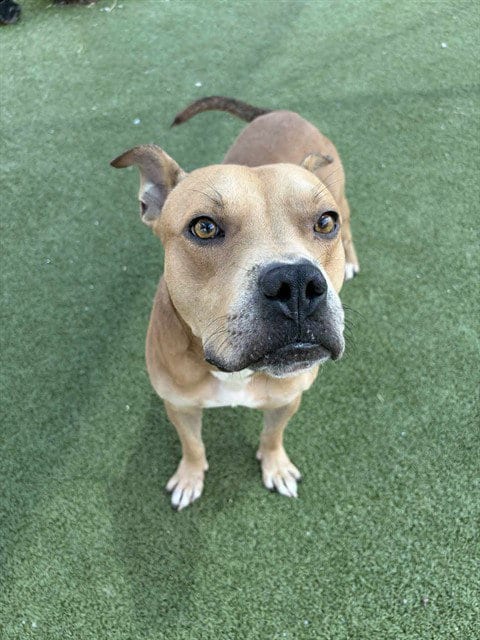 Photo of Milo, adoptable American Pit Bull Terrier in Pasadena, Texas