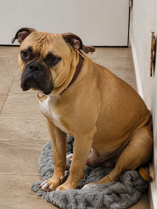 Photo of Iggy G, adoptable American Bulldog in Inglewood, California