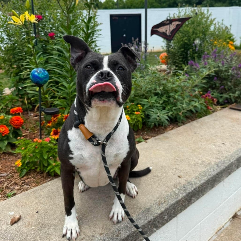 Photo of Hannah Banana, adoptable Terrier, Pit Bull / Mix in Martinsville, Virginia