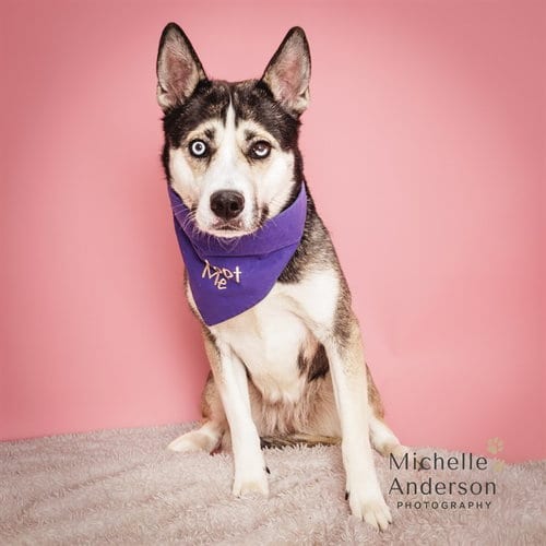 Photo of Sasha, adoptable Siberian Husky in Corona, California