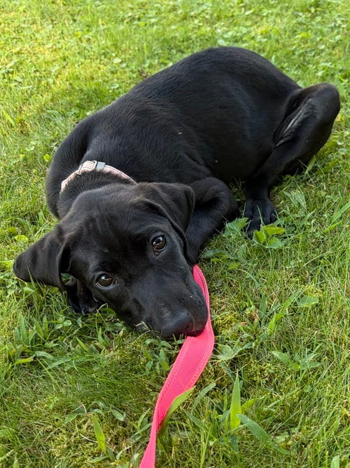 Photo of Fable, adoptable Labrador Retriever in Springdale, Pennsylvania