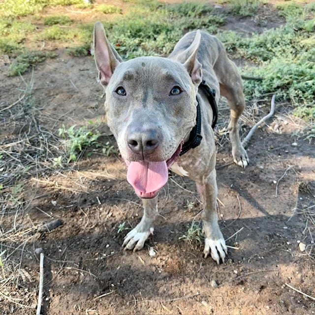 Photo of Twizzler, adoptable dog