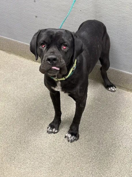 Photo of Simone, adoptable Cane Corso Mastiff in Las Vegas, Nevada