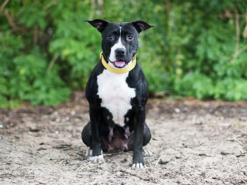 Photo of Maya, adoptable American Pit Bull Terrier in Tavares, Florida