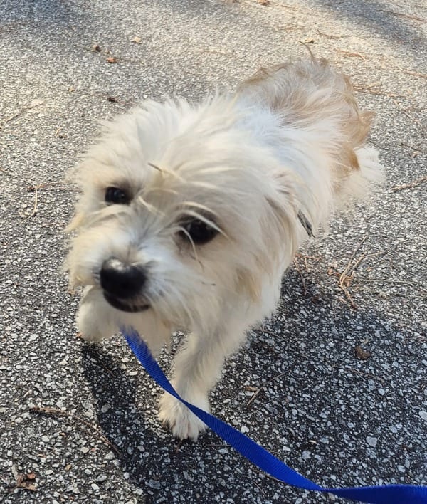 Photo of Motley, adoptable Small Terrier Cross cross in Lawrenceville, Georgia