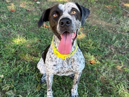 Photo of Briar, adoptable German Shorthaired Pointer in Haw River, North Carolina