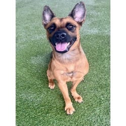Photo of Roxy, adoptable Belgian Malinois in Doral, Florida