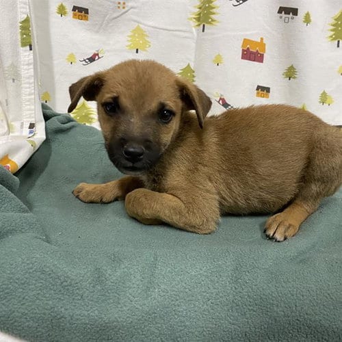 Photo of A614395, adoptable German Shepherd Dog in Modesto, California