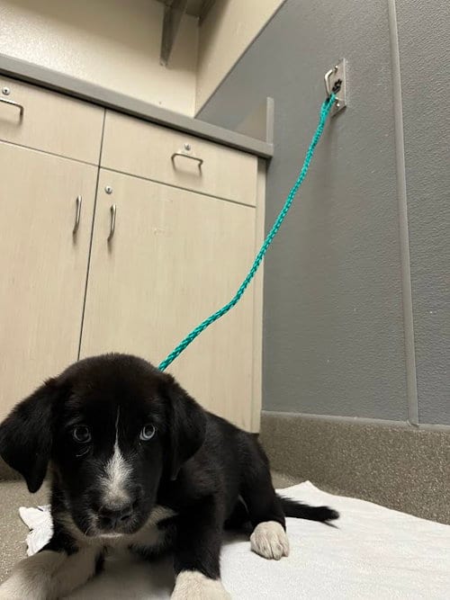 Photo of Starry, adoptable Border Collie in Las Vegas, Nevada