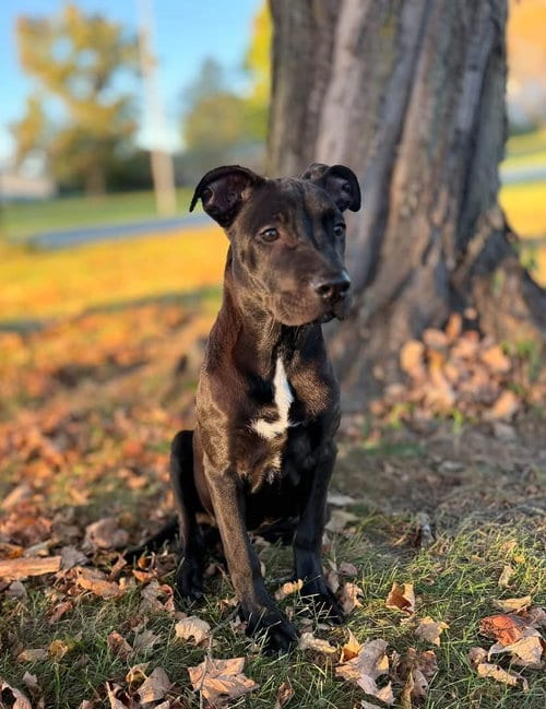 Photo of Baron Von Bark, adoptable American Pit Bull Terrier in Germantown, Ohio