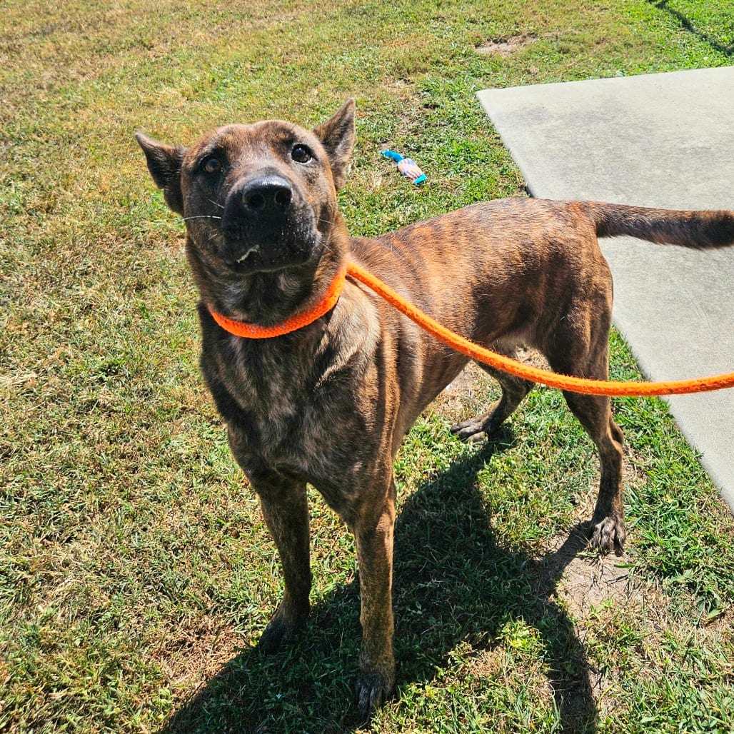 Photo of Asia, adoptable Shepherd in Jacksonville, North Carolina