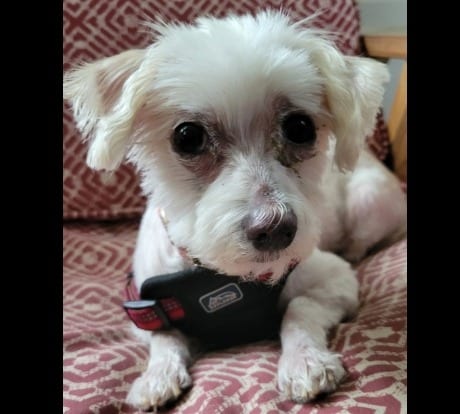 Photo of Gidget, adoptable Maltese in Crossville, Tennessee