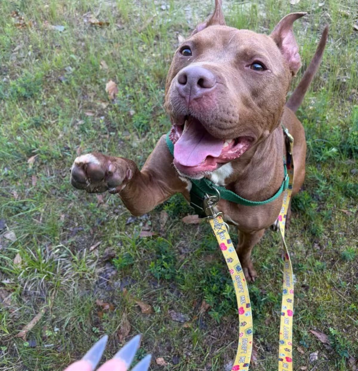 Photo of Little John, adoptable Terrier (Unknown Type, Small) in Fort mill, South Carolina