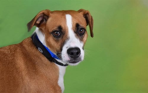 Photo of Tito, adoptable Labrador Retriever in Ft Lauderdale, Florida