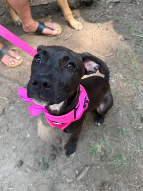 Photo of Elara - stormie litter, adoptable American Staffordshire Terrier in Holly Springs, North Carolina