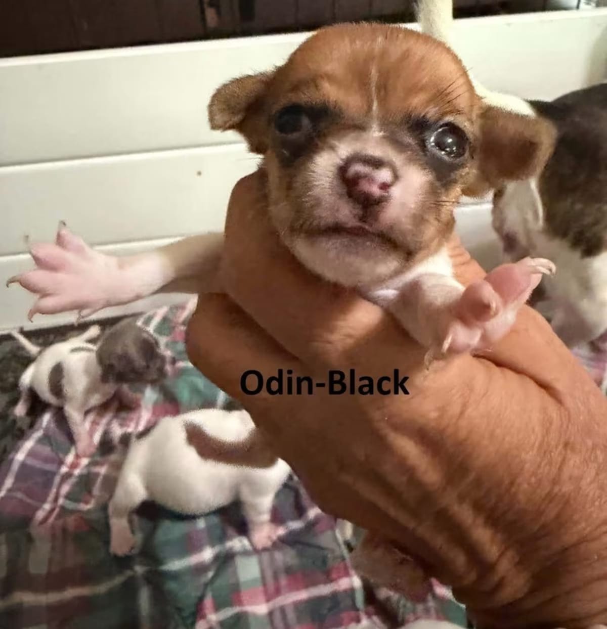 Photo of Odin, adoptable Chihuahua in Bristol, Connecticut