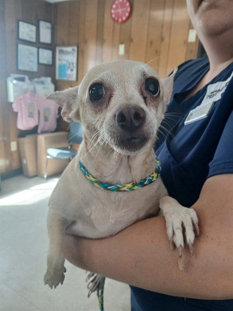 Photo of Puddin, adoptable Chihuahua in Lodi, California