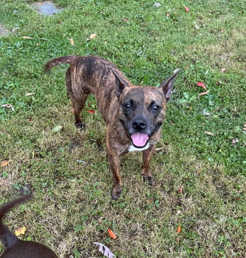 Photo of Sissy, adoptable Pit Bull Terrier in Oakhurst, New Jersey