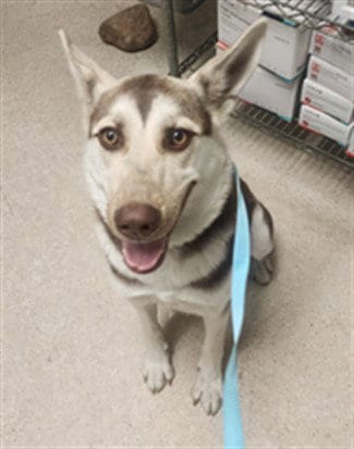Photo of London, adoptable German Shepherd Dog in Bakersfield, California