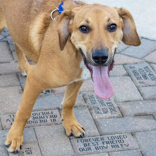 Photo of Robbie, adoptable Labrador Retriever in Maryland, Missouri
