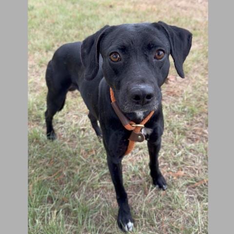 Photo of Dalton, adoptable Labrador Retriever in Conroe, Texas