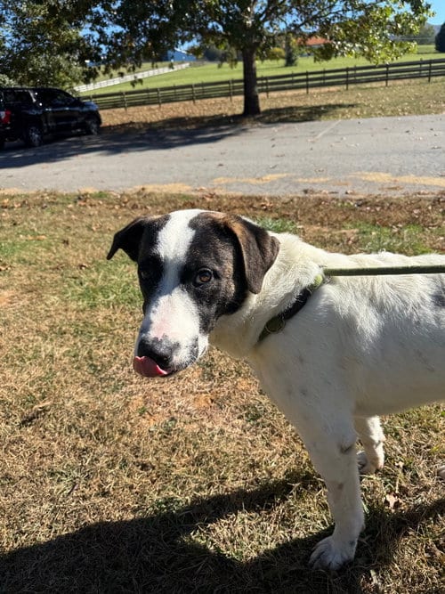Photo of Jethro, adoptable Maremma Sheepdog in Burnsville, North Carolina