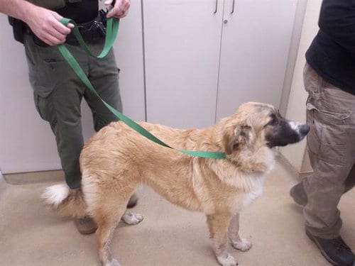 Photo of Chloe, adoptable Great Pyrenees in Santa Rosa, California