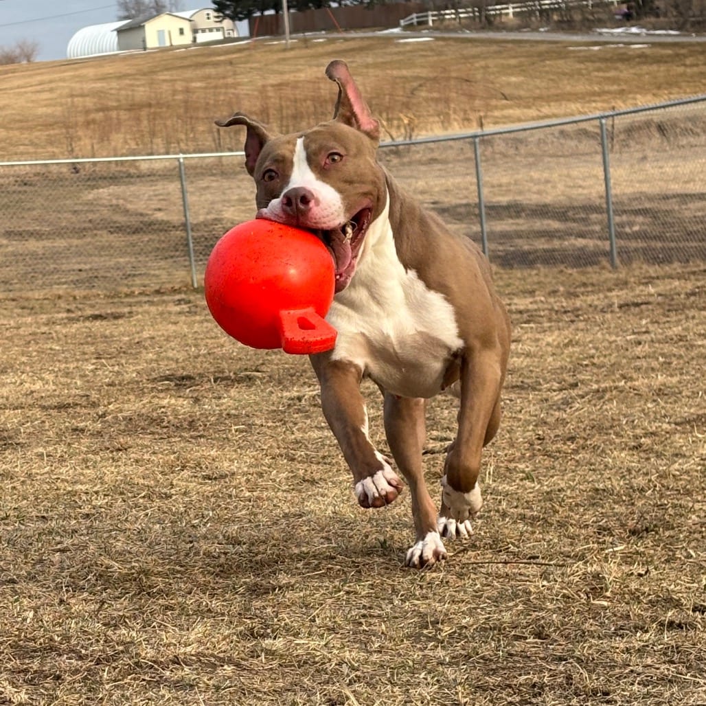 Photo of Aubrey, adoptable Terrier, Pit Bull in Marshalltown, Iowa