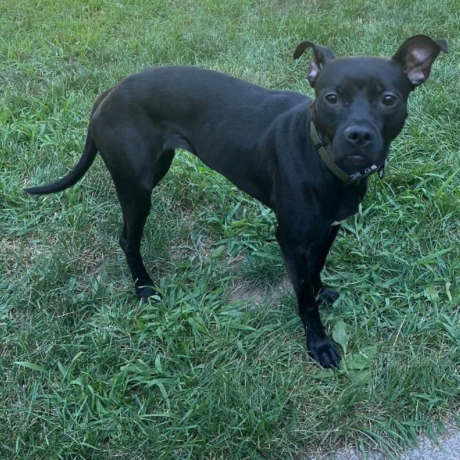 Photo of Andi, adoptable Terrier, Pit Bull in Ballston Spa, New York