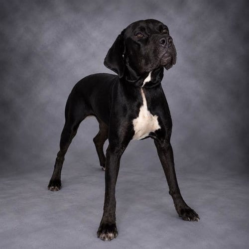 Photo of Samara, adoptable Labrador Retriever in Winter Haven, Florida