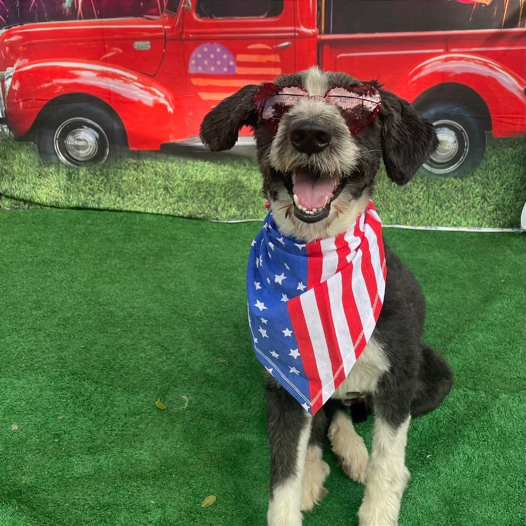 Photo of Tuff, adoptable Sheepdog, Old English / Unknown in Weatherford, Texas