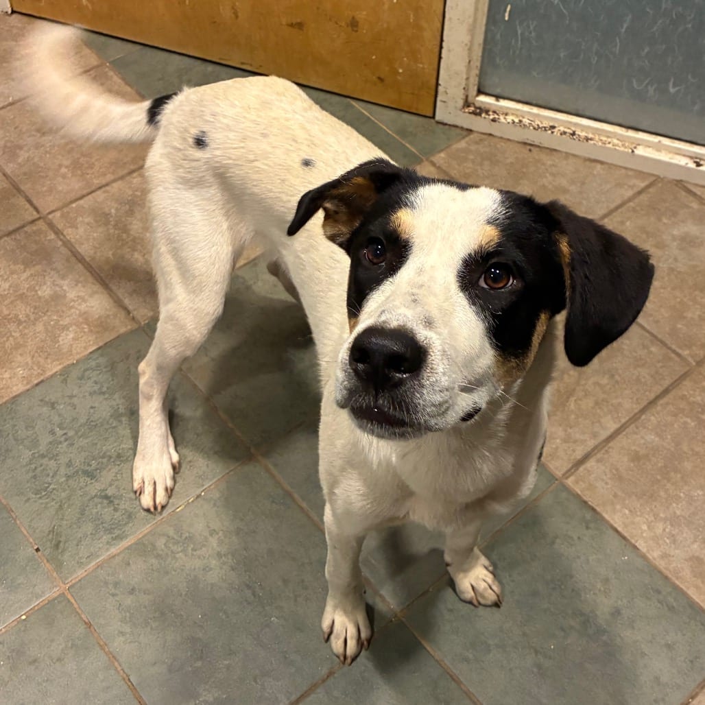 Photo of Viggo, adoptable Mixed Breed (Large) in Chattanooga, Tennessee