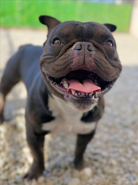 Photo of Draco, adoptable French Bulldog in Santa Cruz, California