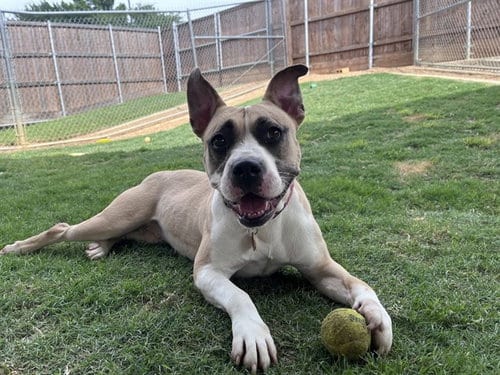 Photo of Tess, adoptable Pit Bull Terrier in Plano, Texas