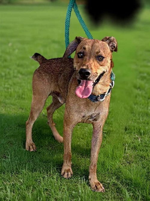 Photo of Professor Oak, adoptable Feist in Rustburg, Virginia