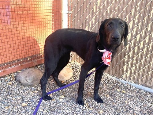 Photo of Hibiscus, adoptable Labrador Retriever in Mesa, Arizona