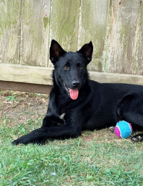 Photo of Jett, adoptable German Shepherd Dog in Houston, Texas